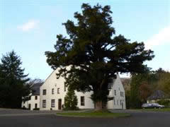 Ballencleroch House at Campsie Glen with the big tree in the foreground